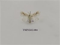 藏品(白麗刺蛾)的圖片